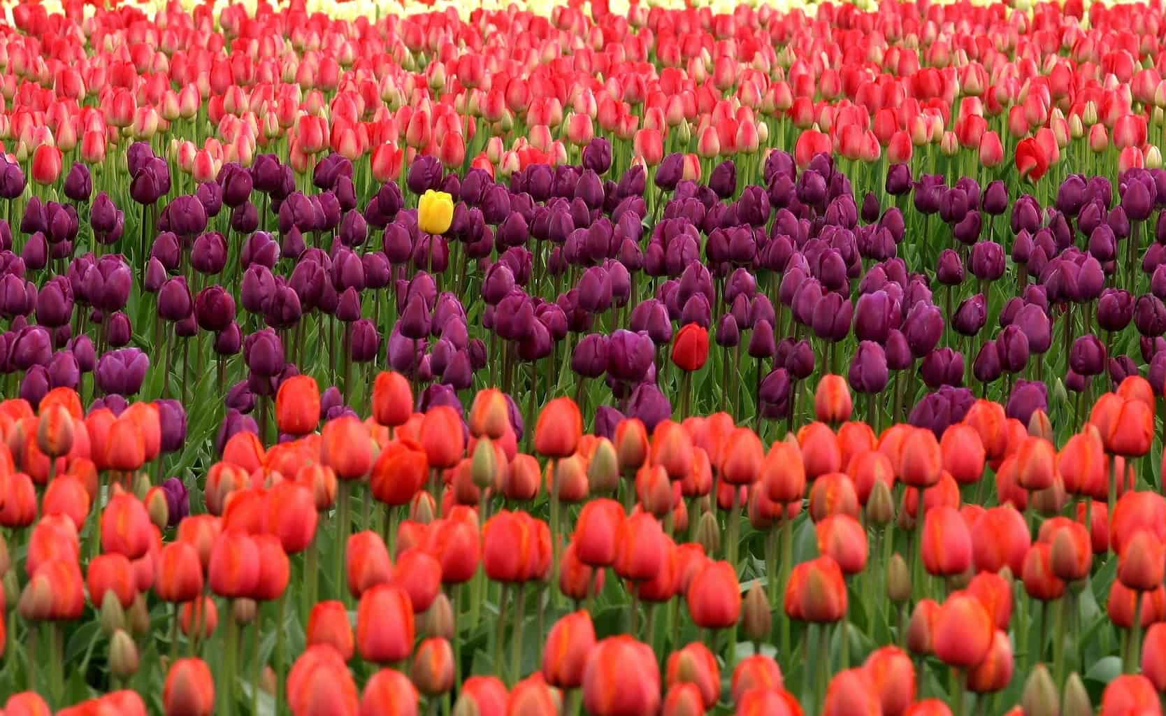yellow tulip in sea of red and purple